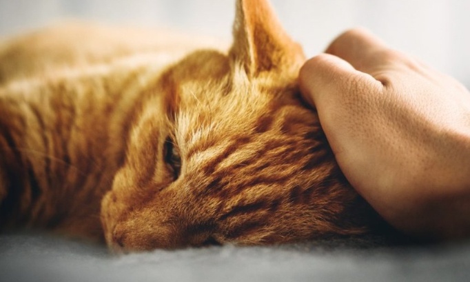 Pour un congé exceptionnel lors de la perte ou de la maladie grave d’un animal