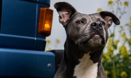 Justice pour Rubis, une chienne retrouvée pendue à un arbre