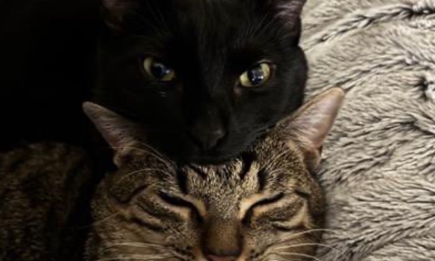 Urgent : retrait de la cabane à chats errants / « libres » avant un nouveau drame