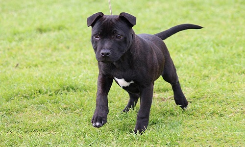 Blacky mon bébé Staffy écrasé par un bus sans même une excuse !