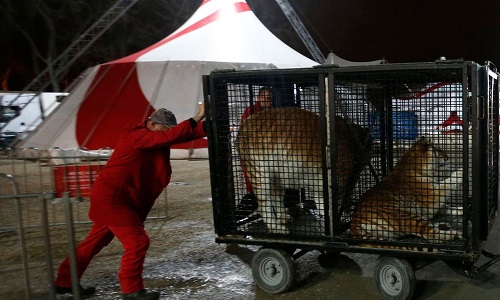 Non aux cirques avec animaux dans notre ville !