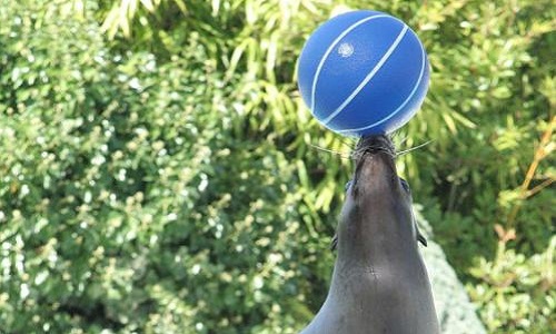 Contre les spectacles d'animaux dans notre ville