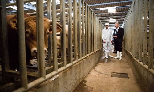 Non aux abattages dits halal