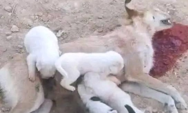 Appel au boycott mondial du tourisme marocain et de la FIFA. SOS génocide canin.