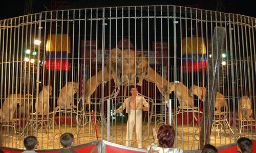 Non au cirque avec animaux à Malakoff