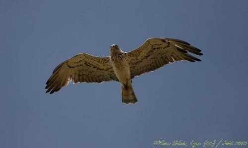 Pour que vive le suivi des oiseaux migrateurs à Eyne (66) !