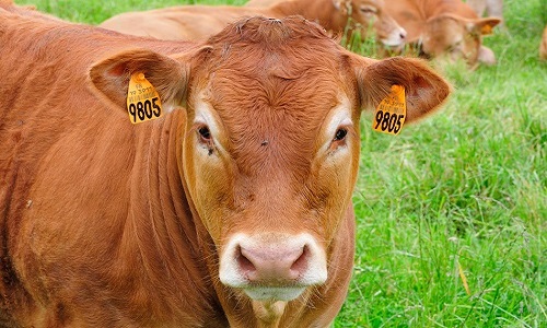 Contre l'agrafage abusif des oreilles des animaux d'élevage