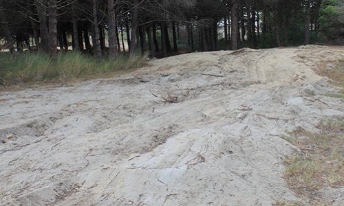 Préservation et restauration de la pinède de Port Leucate