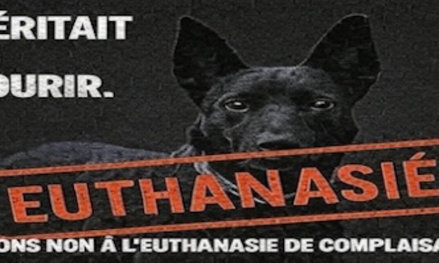 Alerter les pouvoirs publics sur l’euthanasie des chiens en France !