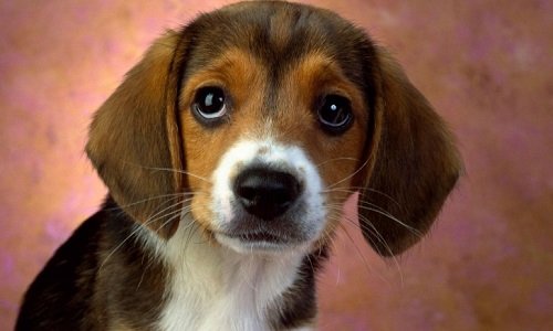 J'adore les bêtes car il faut savoir les aimer, leur télépathie est supérieure à la nôtre.