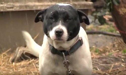 Agir pour une chienne et des chats qui vivent chez un patron polluant