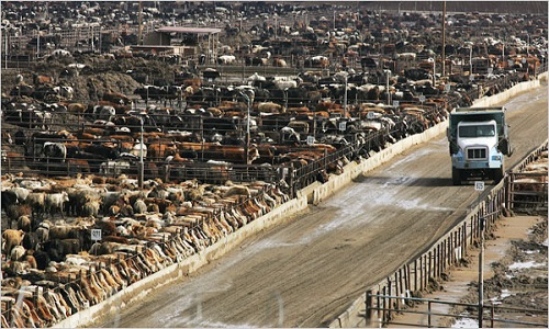 Boycottons la viande