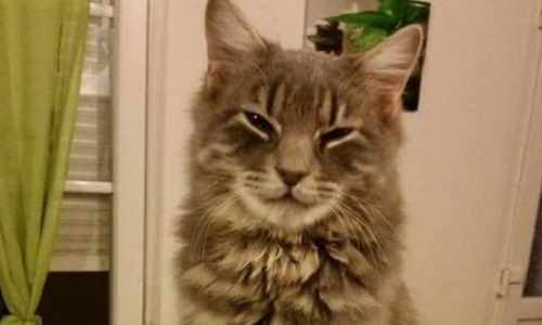 Aidez-moi à retrouver mon chat