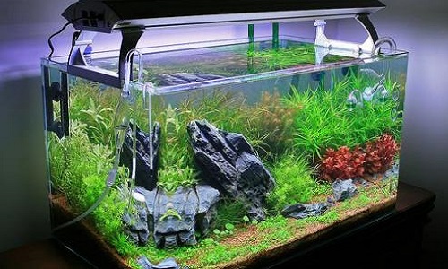 Pour la création de plus de clubs aquariophile dans la Drôme