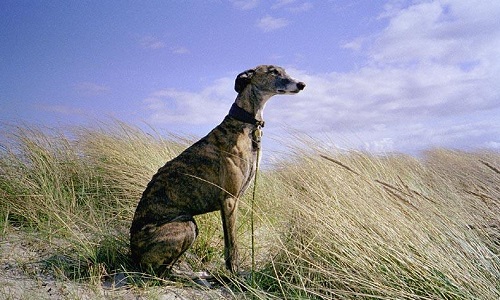 Il faut abolir d'urgence le massacre des Galgos (Chiens) en Espagne