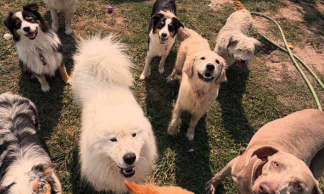 Pour l’ouverture d’un centre aéré canin à Aix-en-Provence