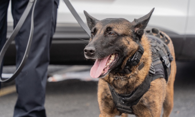 Pour que les agents de sécurité travaillent sans chien