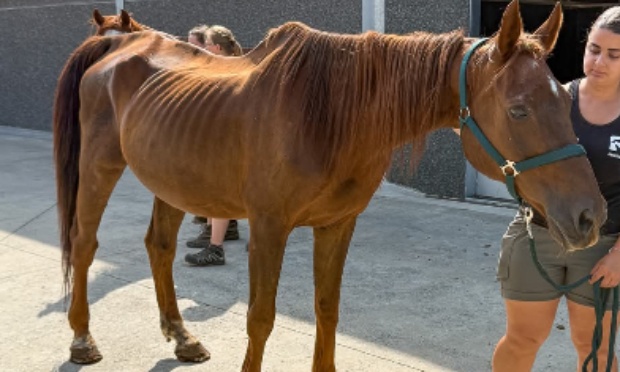 Afin qu'une éleveuse ne puisse plus avoir d'animaux !