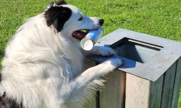 STOP : Les déchets alimentaires et les empoisonnements volontaires de nos animaux de la commune de Saint-Germain-lès-Corbeil
