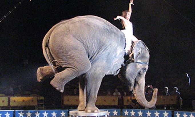 Pour l'interdiction des cirques avec animaux à Pont-l'Abbé