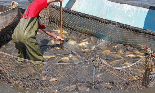 Ils nous aident, on les tue.