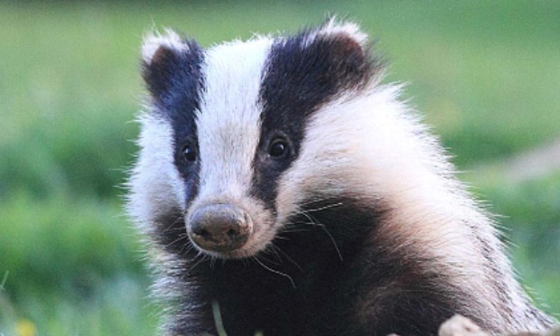 Stop à la chasse aux blaireaux !