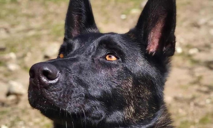 Justice pour Smoke et tous les autres