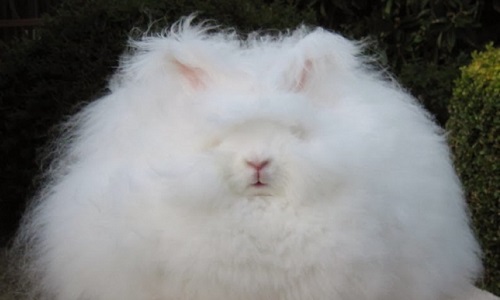 Lapins angoras maltraités