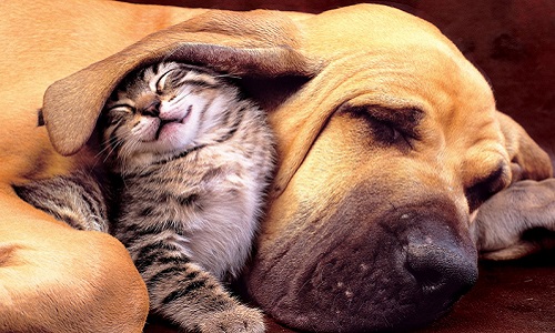 Arrêter la parution des vidéos de personnes sadiques qui torturent les animaux !