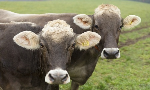 Laissez-nous nos cornes !