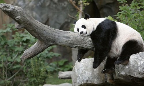 Souffrance animale dans notre pays.