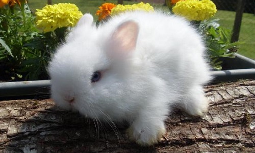 Stop à l'utilisation de laine angora qui implique la torture d'êtres vivants