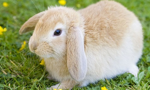 Halte aux maltraitances envers tous les animaux