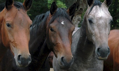 Stop à la maltraitance des chevaux !