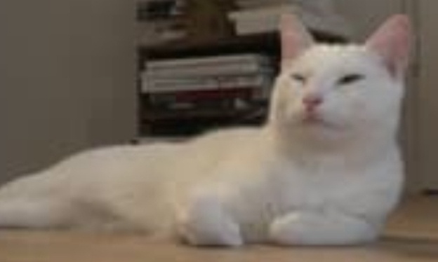 Non à l'amende SNCF pour les miaulements d'un chat