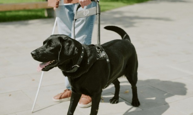 Pétition : Davantage de sanctions pour refus des chiens guides d'aveugles dans les lieux publics.