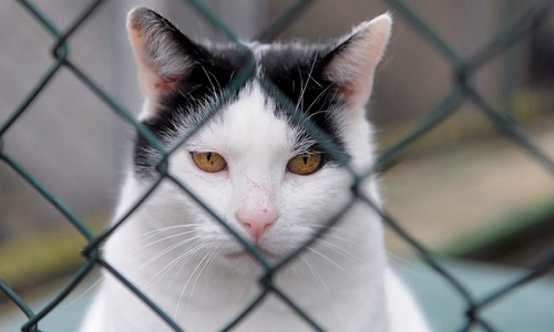 Aidez-moi à retrouver mon chat