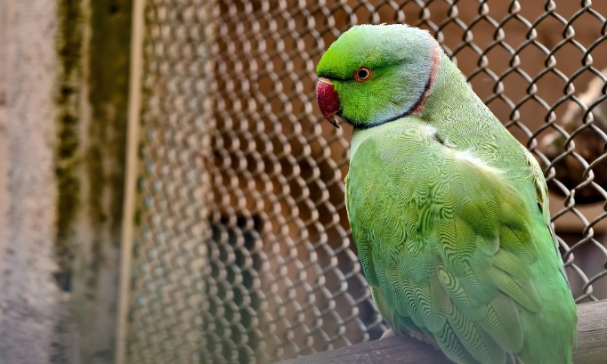 Non aux animaux derrière des vitres chez Jardiland !
