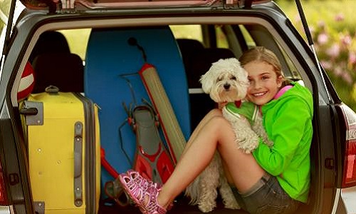 Prévention canicule pour nos amis les animaux !