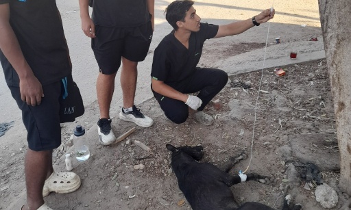 Maroc : Le projet de Loi scélérat et pervers qui vise à tuer légalement les animaux errants