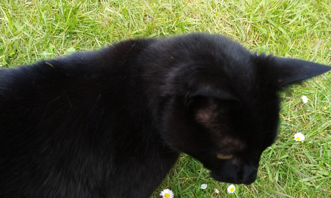 Ce vétérinaire refuse de soigner mon chat !