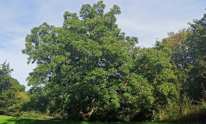 Sauvons le noyer de Labaroche de l'abattage.