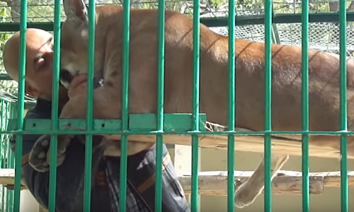 Non à la séparation de Jacky et Shanou son puma.