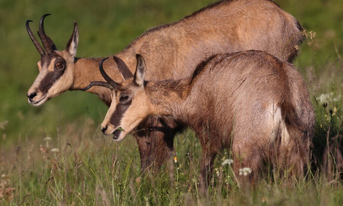 Contre la peine de mort pour 400 chamois innocents de doubs