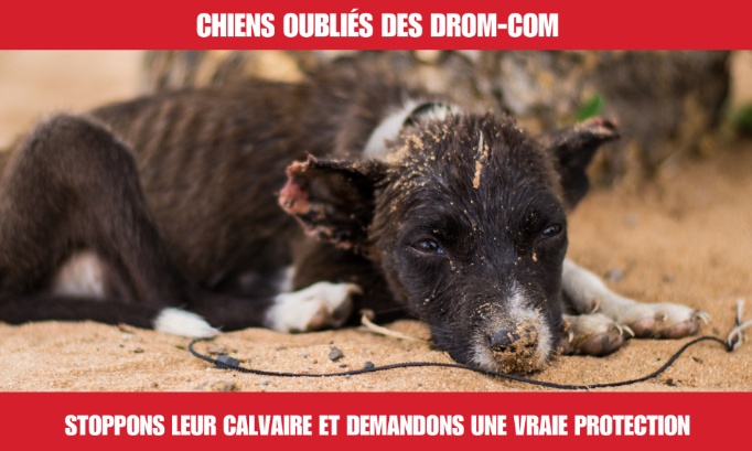 Maltraitance des chiens dans les Drom-Com : Demandons plus de mesures pour les protéger