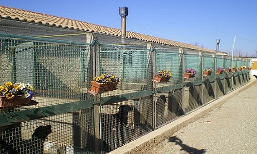 Pour l'ouverture d'une pension pour chiens/ chats/ rongeurs.