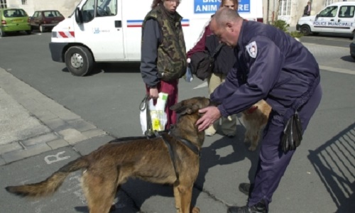 Brigade animale et brigade des incivilités