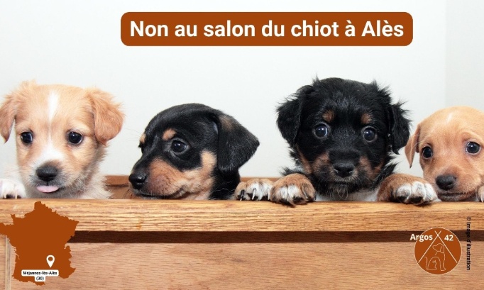 À Alès, disons NON à la vente de chiots en salon