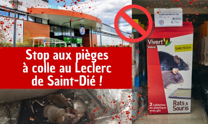 Stop à la vente de pièges à colle au Leclerc de Saint-Dié-des-Vosges