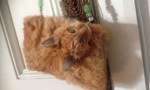 Interdire à la taxidermiste Néo-Zélandaise Claire Third de pratiquer son métier !